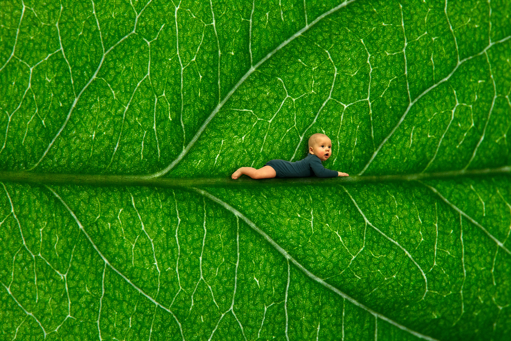 Lähikuva kasvin vihreän lehden pinnasta. Lehtisuonen päällä on trikkikuvana pieni vauva tummanvihreässä bodyssa mahallaan ja pää pystyssä.