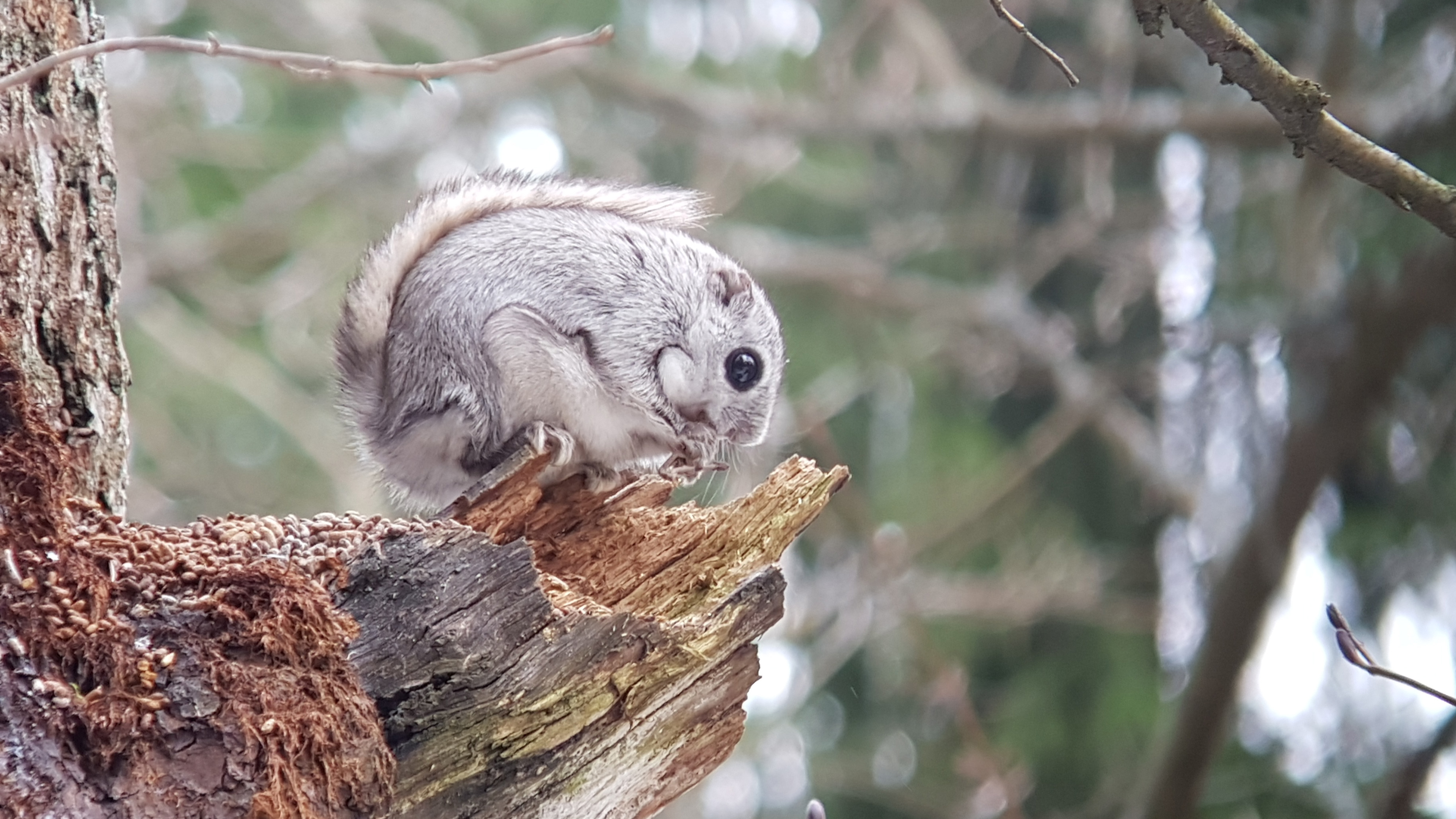 Liito-orava ruokailee puussa.
