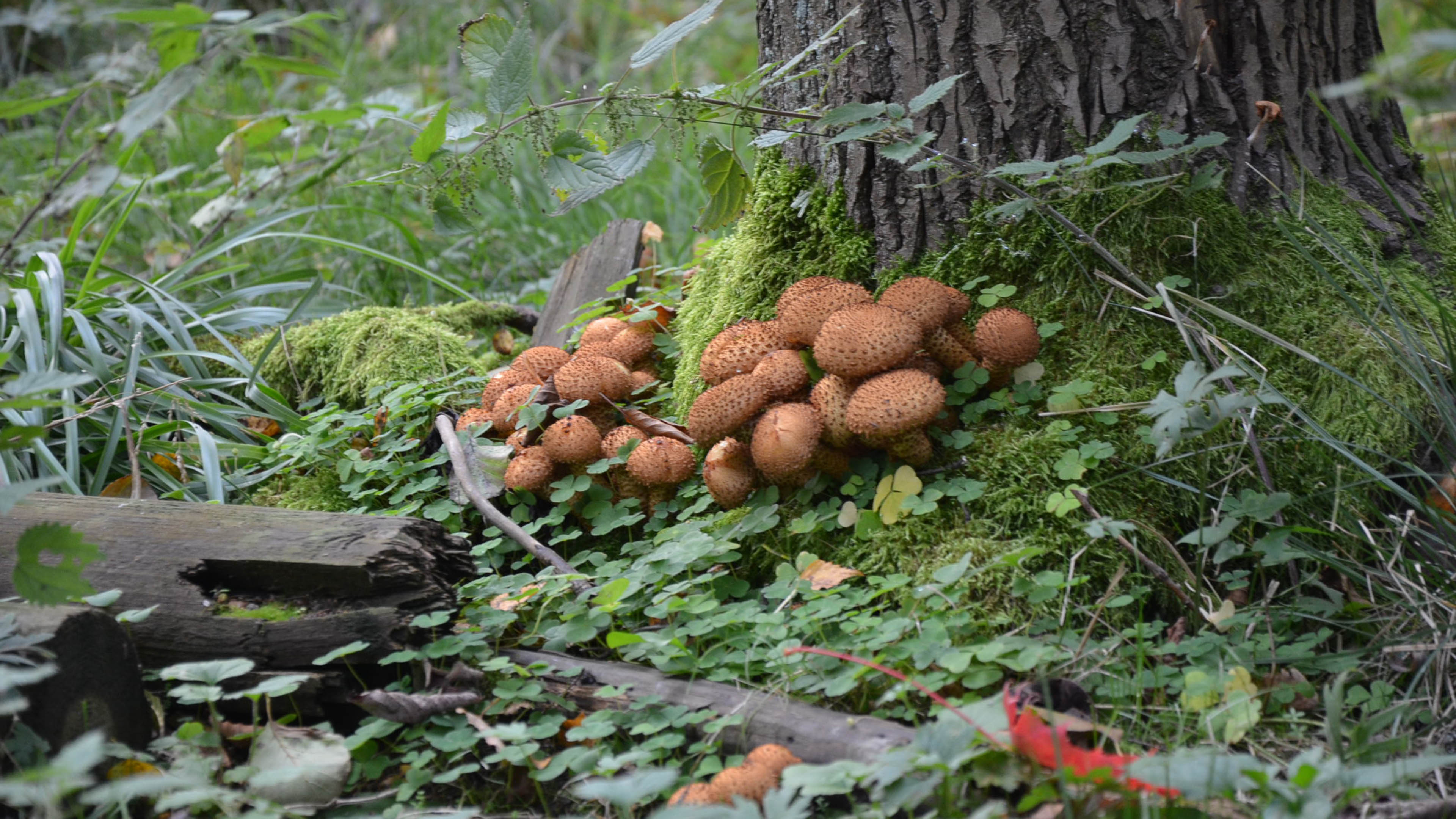 Ryhmä sieniä sammaleessa puun juurella.